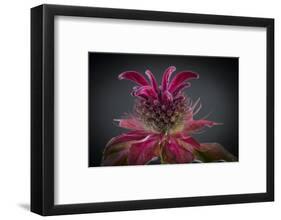 USA, Washington State, Seabeck. Bee balm flower close-up.-Jaynes Gallery-Framed Photographic Print