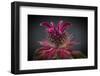 USA, Washington State, Seabeck. Bee balm flower close-up.-Jaynes Gallery-Framed Photographic Print