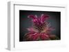 USA, Washington State, Seabeck. Bee balm flower close-up.-Jaynes Gallery-Framed Photographic Print