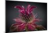 USA, Washington State, Seabeck. Bee balm flower close-up.-Jaynes Gallery-Mounted Photographic Print