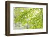 USA, Washington State, Seabeck. Big leaf maple leaves.-Jaynes Gallery-Framed Photographic Print