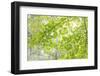 USA, Washington State, Seabeck. Big leaf maple leaves.-Jaynes Gallery-Framed Photographic Print