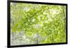 USA, Washington State, Seabeck. Big leaf maple leaves.-Jaynes Gallery-Framed Photographic Print