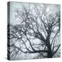 USA, Washington State, Seabeck. Big leaf maple tree in fog.-Jaynes Gallery-Stretched Canvas