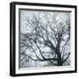 USA, Washington State, Seabeck. Big leaf maple tree in fog.-Jaynes Gallery-Framed Photographic Print