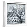 USA, Washington State, Seabeck. Big leaf maple tree in fog.-Jaynes Gallery-Framed Photographic Print