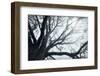 USA, Washington State, Seabeck. Big leaf maple tree in fog.-Jaynes Gallery-Framed Photographic Print