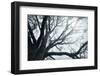 USA, Washington State, Seabeck. Big leaf maple tree in fog.-Jaynes Gallery-Framed Photographic Print