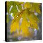 USA, Washington State, Seabeck. Bigleaf maple leaves close-up in autumn.-Jaynes Gallery-Stretched Canvas