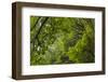 USA, Washington State, Seabeck. Bigleaf maple trees in Anderson Landing County Park.-Jaynes Gallery-Framed Photographic Print