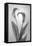 USA, Washington State, Seabeck. Black and white of calla lily.-Jaynes Gallery-Framed Stretched Canvas