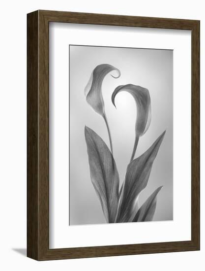 USA, Washington State, Seabeck. Black and white of calla lily.-Jaynes Gallery-Framed Photographic Print