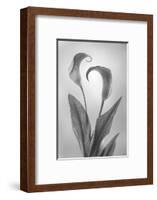 USA, Washington State, Seabeck. Black and white of calla lily.-Jaynes Gallery-Framed Photographic Print