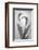 USA, Washington State, Seabeck. Black and white of calla lily.-Jaynes Gallery-Framed Photographic Print