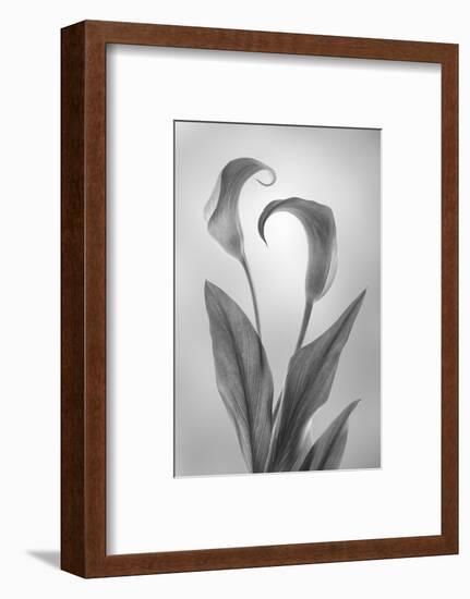 USA, Washington State, Seabeck. Black and white of calla lily.-Jaynes Gallery-Framed Photographic Print