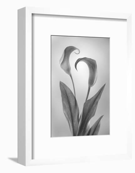 USA, Washington State, Seabeck. Black and white of calla lily.-Jaynes Gallery-Framed Photographic Print