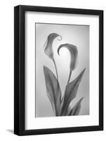 USA, Washington State, Seabeck. Black and white of calla lily.-Jaynes Gallery-Framed Photographic Print