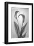 USA, Washington State, Seabeck. Black and white of calla lily.-Jaynes Gallery-Framed Photographic Print