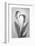 USA, Washington State, Seabeck. Black and white of calla lily.-Jaynes Gallery-Framed Photographic Print