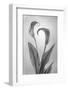 USA, Washington State, Seabeck. Black and white of calla lily.-Jaynes Gallery-Framed Photographic Print