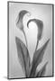 USA, Washington State, Seabeck. Black and white of calla lily.-Jaynes Gallery-Mounted Photographic Print
