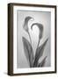USA, Washington State, Seabeck. Black and white of calla lily.-Jaynes Gallery-Framed Photographic Print