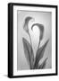 USA, Washington State, Seabeck. Black and white of calla lily.-Jaynes Gallery-Framed Photographic Print