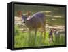 USA, Washington State, Seabeck. Blacktail Deer with Twin Fawns-Don Paulson-Framed Stretched Canvas