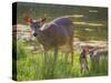 USA, Washington State, Seabeck. Blacktail Deer with Twin Fawns-Don Paulson-Stretched Canvas