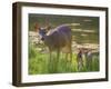 USA, Washington State, Seabeck. Blacktail Deer with Twin Fawns-Don Paulson-Framed Photographic Print
