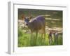 USA, Washington State, Seabeck. Blacktail Deer with Twin Fawns-Don Paulson-Framed Photographic Print