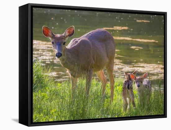 USA, Washington State, Seabeck. Blacktail Deer with Twin Fawns-Don Paulson-Framed Stretched Canvas