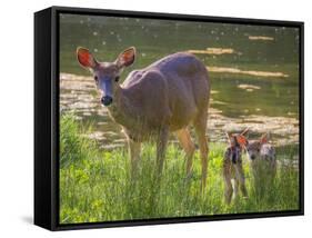 USA, Washington State, Seabeck. Blacktail Deer with Twin Fawns-Don Paulson-Framed Stretched Canvas