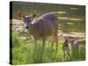 USA, Washington State, Seabeck. Blacktail Deer with Twin Fawns-Don Paulson-Stretched Canvas