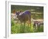 USA, Washington State, Seabeck. Blacktail Deer with Twin Fawns-Don Paulson-Framed Photographic Print