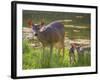 USA, Washington State, Seabeck. Blacktail Deer with Twin Fawns-Don Paulson-Framed Photographic Print