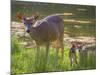 USA, Washington State, Seabeck. Blacktail Deer with Twin Fawns-Don Paulson-Mounted Photographic Print