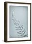 USA, Washington State, Seabeck. Bracken fern abstract.-Jaynes Gallery-Framed Photographic Print