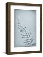 USA, Washington State, Seabeck. Bracken fern abstract.-Jaynes Gallery-Framed Photographic Print