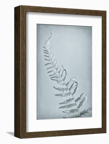 USA, Washington State, Seabeck. Bracken fern abstract.-Jaynes Gallery-Framed Photographic Print