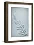 USA, Washington State, Seabeck. Bracken fern abstract.-Jaynes Gallery-Framed Photographic Print