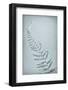 USA, Washington State, Seabeck. Bracken fern abstract.-Jaynes Gallery-Framed Photographic Print