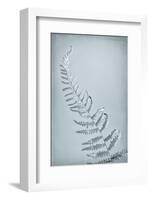 USA, Washington State, Seabeck. Bracken fern abstract.-Jaynes Gallery-Framed Photographic Print