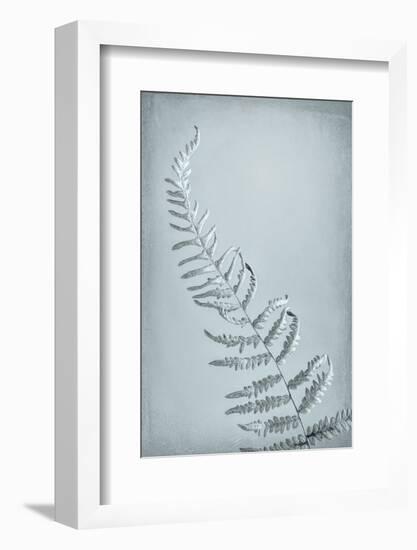 USA, Washington State, Seabeck. Bracken fern abstract.-Jaynes Gallery-Framed Photographic Print