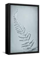 USA, Washington State, Seabeck. Bracken fern abstract.-Jaynes Gallery-Framed Stretched Canvas