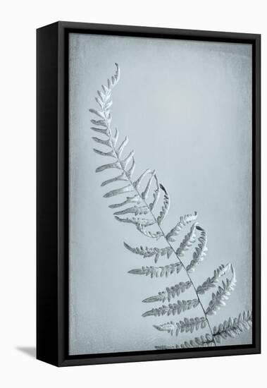 USA, Washington State, Seabeck. Bracken fern abstract.-Jaynes Gallery-Framed Stretched Canvas