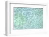 USA, Washington State, Seabeck. Bubbles frozen in ice.-Jaynes Gallery-Framed Photographic Print