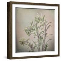 USA, Washington State, Seabeck. Buds on euphorbia plant.-Jaynes Gallery-Framed Photographic Print