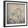 USA, Washington State, Seabeck. Buds on euphorbia plant.-Jaynes Gallery-Framed Photographic Print