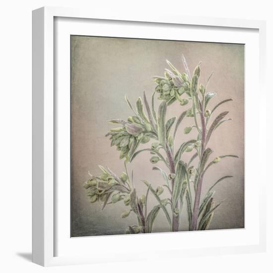 USA, Washington State, Seabeck. Buds on euphorbia plant.-Jaynes Gallery-Framed Photographic Print